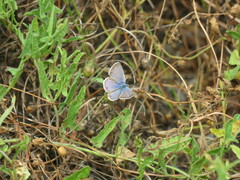 Echinargus isola