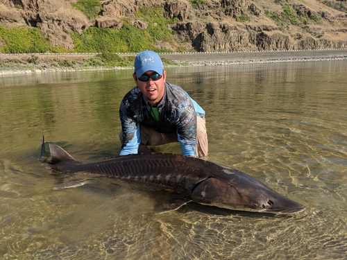 White Sturgeon