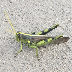 Schistocerca