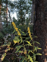 Solidago curtisii