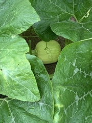 Cucurbita moschata