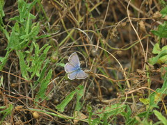 Echinargus isola