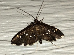 Diathrausta harlequinalis