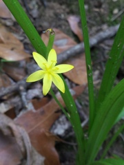 Hypoxis