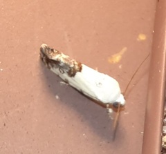 Ponometia phecolisca