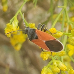 Melanopleurus belfragei