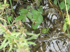 Helophilus latifrons