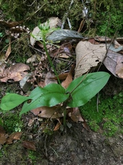 Malaxis brachyrrhynchos