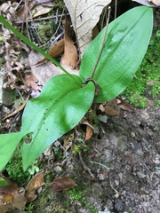 Malaxis brachyrrhynchos