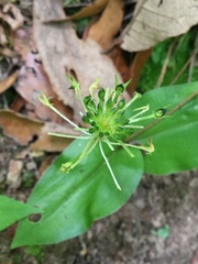 Malaxis brachyrrhynchos