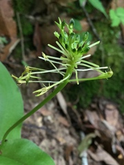 Malaxis brachyrrhynchos