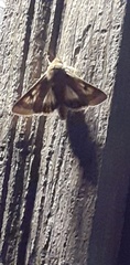 Heliothis