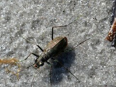 Ellipsoptera marginata