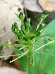 Malaxis brachyrrhynchos