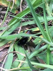 Bombus ephippiatus