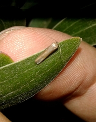 Tischeria ekebladella