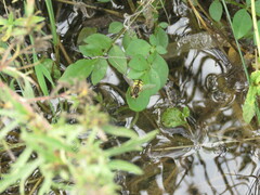 Helophilus latifrons