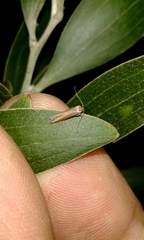 Tischeria ekebladella