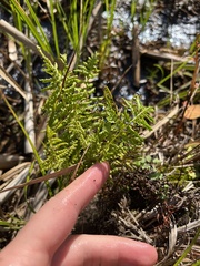 Thelypteris palustris