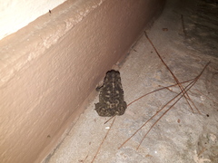 Rhinella arenarum