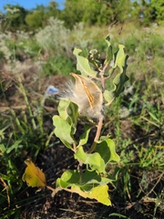 Asclepias arenaria