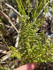 Thelypteris palustris