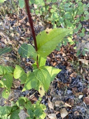 Agastache foeniculum