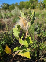 Asclepias arenaria