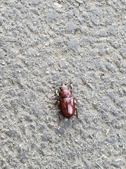 Lucanus capreolus