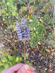 Agastache foeniculum