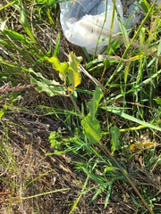 Asclepias arenaria
