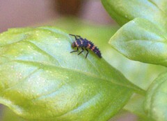 Hippodamia convergens