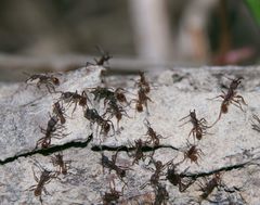 Neivamyrmex nigrescens