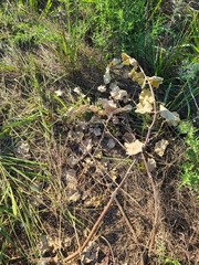 Asclepias arenaria