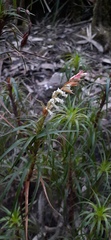 Dracophyllum secundum