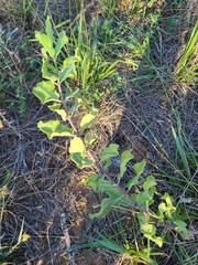 Asclepias arenaria