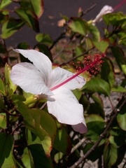 Hibiscus waimeae