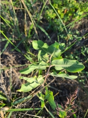 Asclepias arenaria