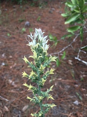 Liatris bridgesii