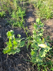 Asclepias arenaria