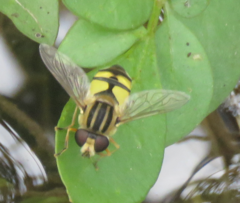 Helophilus latifrons