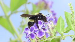 Bombus medius
