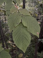 Ostrya virginiana
