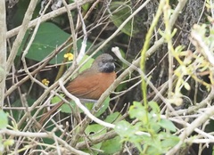 Synallaxis erythrothorax