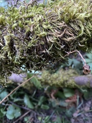 Homalothecium fulgescens