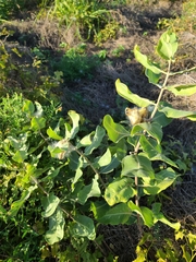 Asclepias arenaria