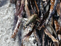 Ellipsoptera marginata