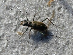 Ellipsoptera marginata