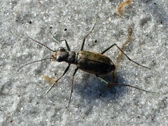 Ellipsoptera marginata