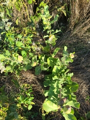 Asclepias arenaria
